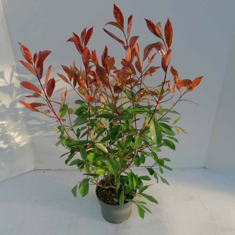 SHRUB Photinia fras. Red Robin 5L