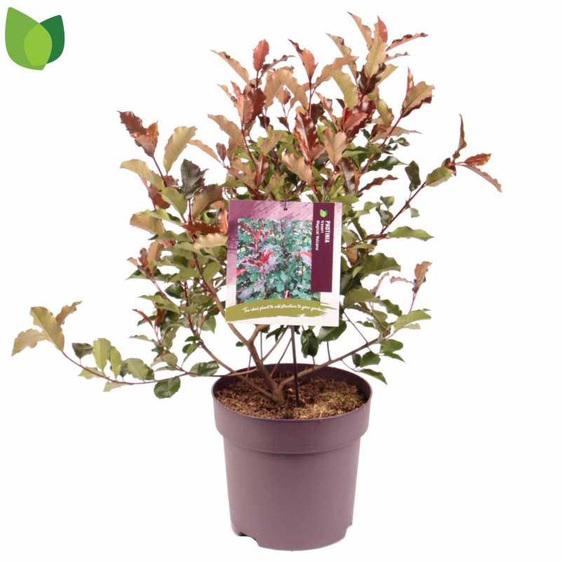 SHRUB Photinia Magical Volcano 10L