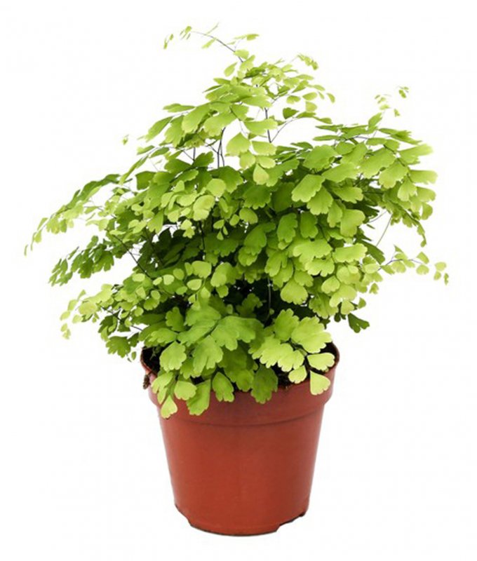 HOUSE Adiantum rad Fragrans 29899