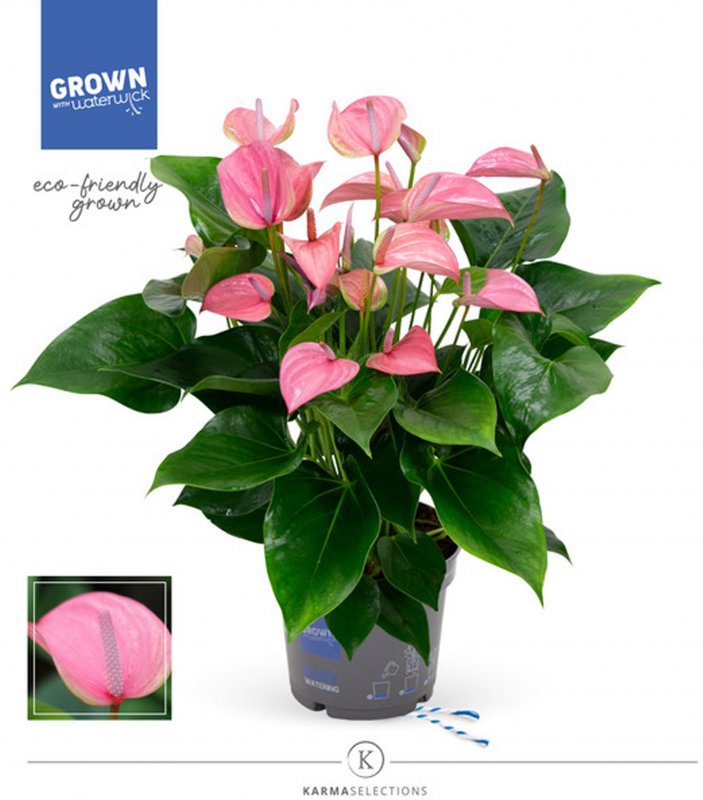 HOUSE Anthurium andr Joli 450790