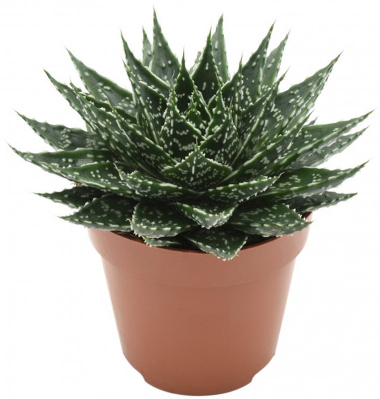 HOUSE Gasteria Mufasa 492711