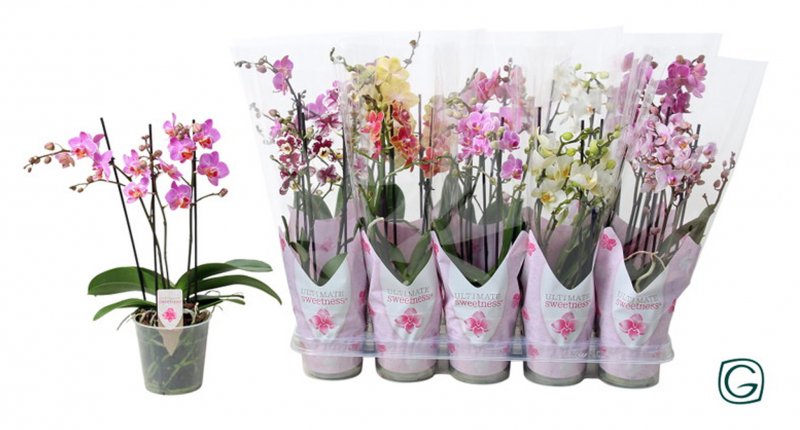 HOUSE Phalaenopsis Multi Mix 3t 30+ 437325