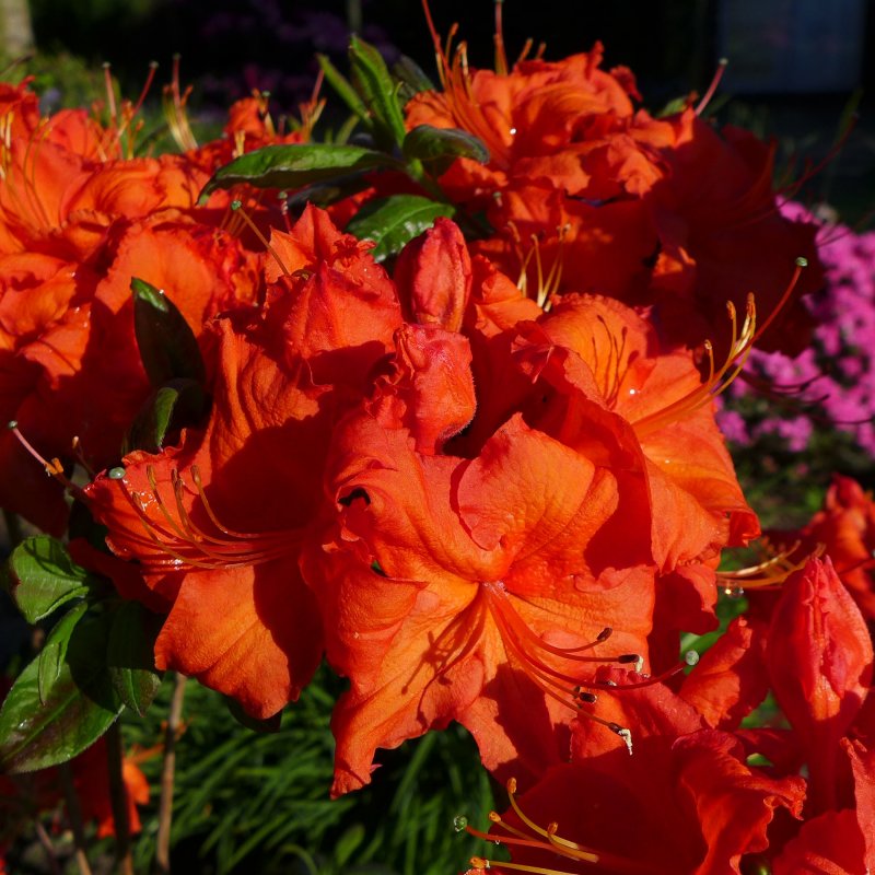 AZALEA Deciduous Royal Command LARGE