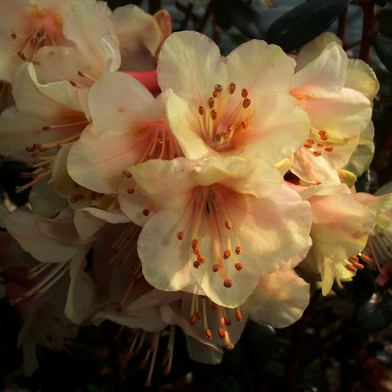 RHODO Dwarf Barnaby Sunset LARGE