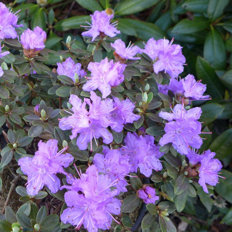 RHODO Dwarf Ramapo LARGE