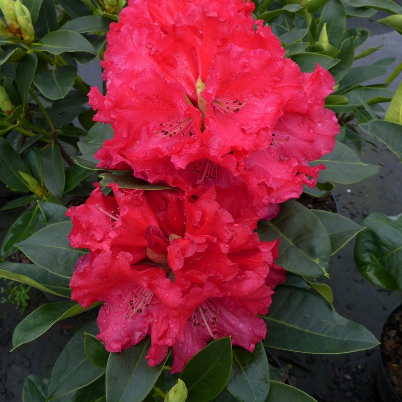 HARDY HYBRID RHODO Markeetas Prize LARGE