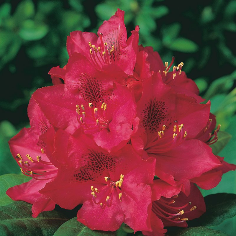 HARDY HYBRID RHODO Nova Zembla LARGE