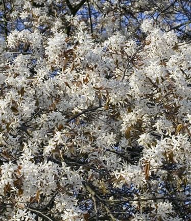 TREEAMELANCHIERROBINHILLLARGE