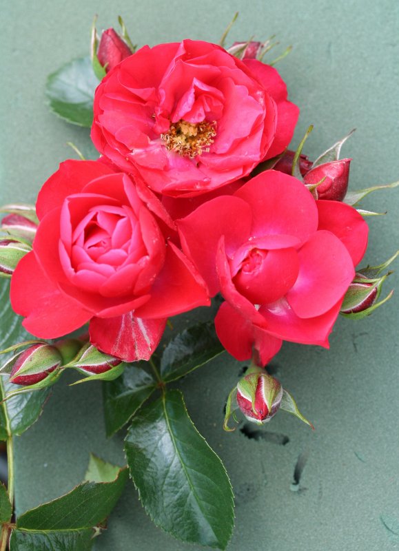 Rosa Flower Carpet Scarlet (Sorrento)