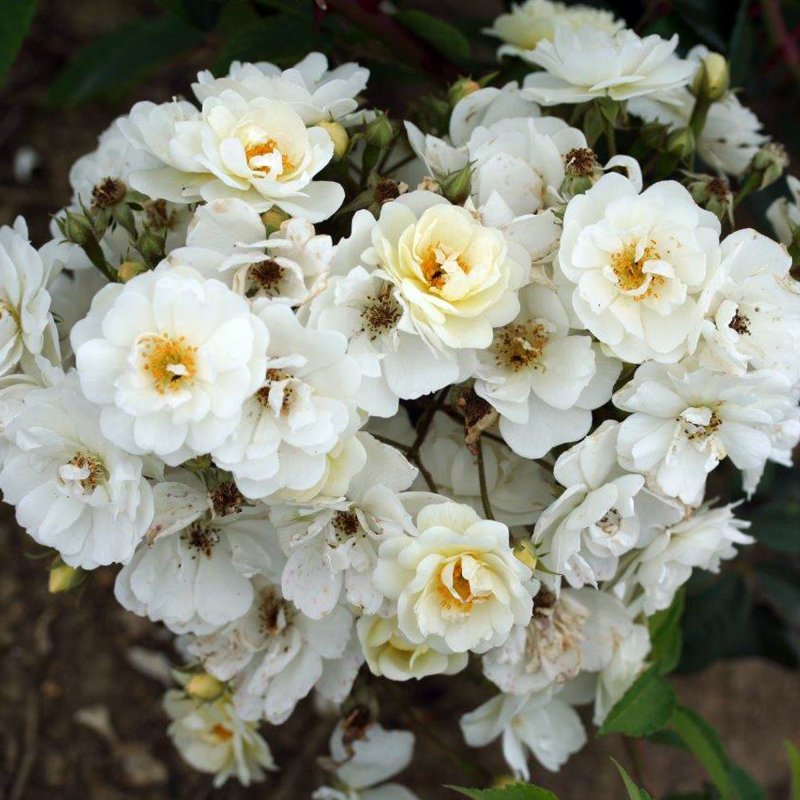 Rambling Rector