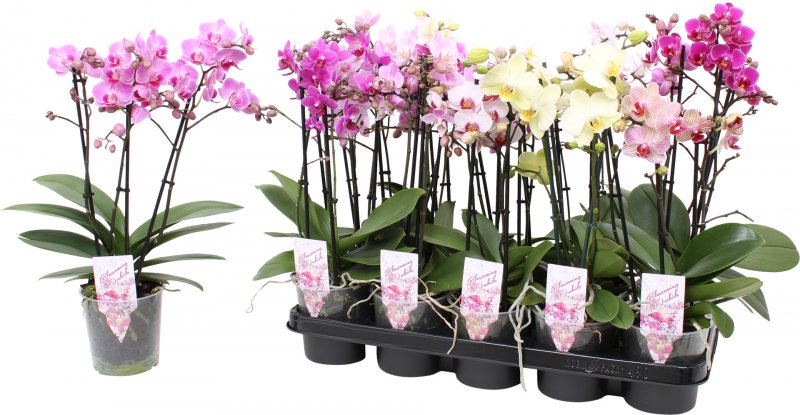 Phalaenopsis hybrid multi in 4 varieties +Oh! label 12cm