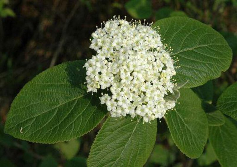 VIBURNUM LANTANA BR 60-80 1+1