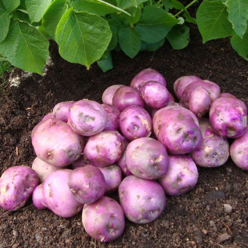 POTATO ORGANIC ARRAN VICTORY