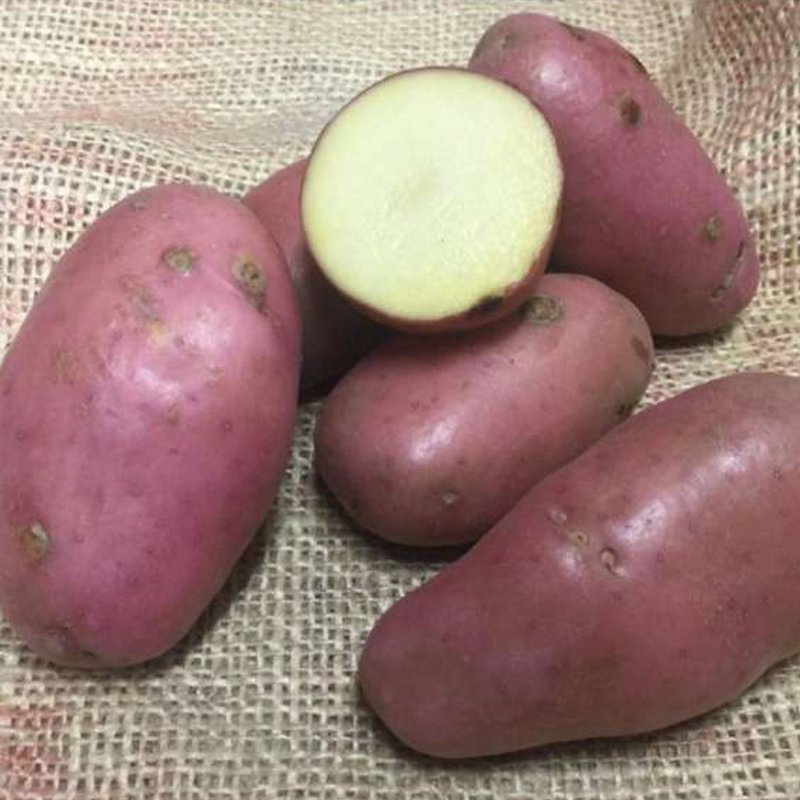 POTATO ORGANIC SARPO AXONA