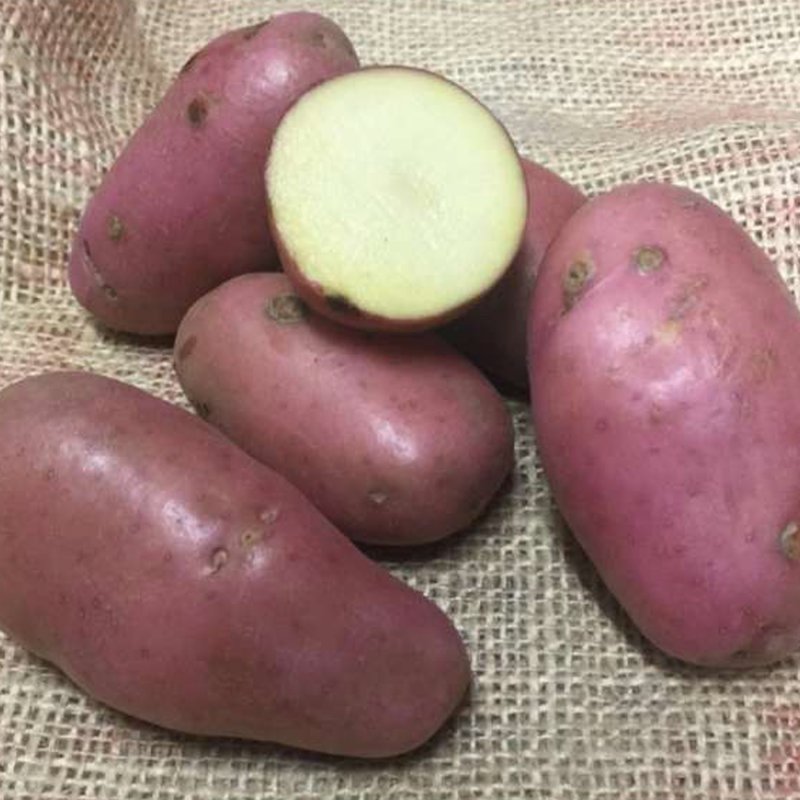 POTATO ORGANIC SARPO MIRA