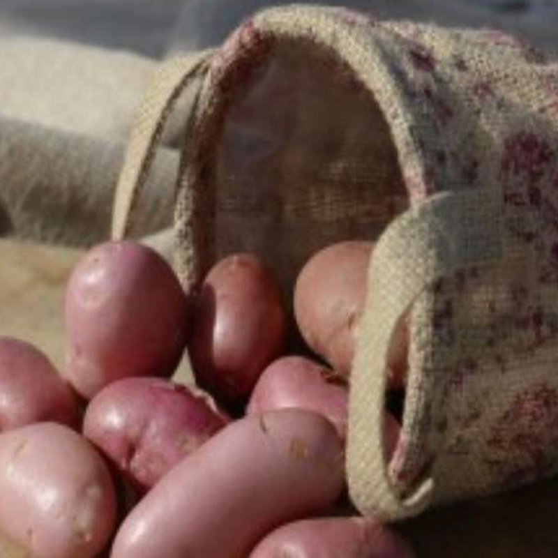 POTATO ORGANIC SARPO UNA