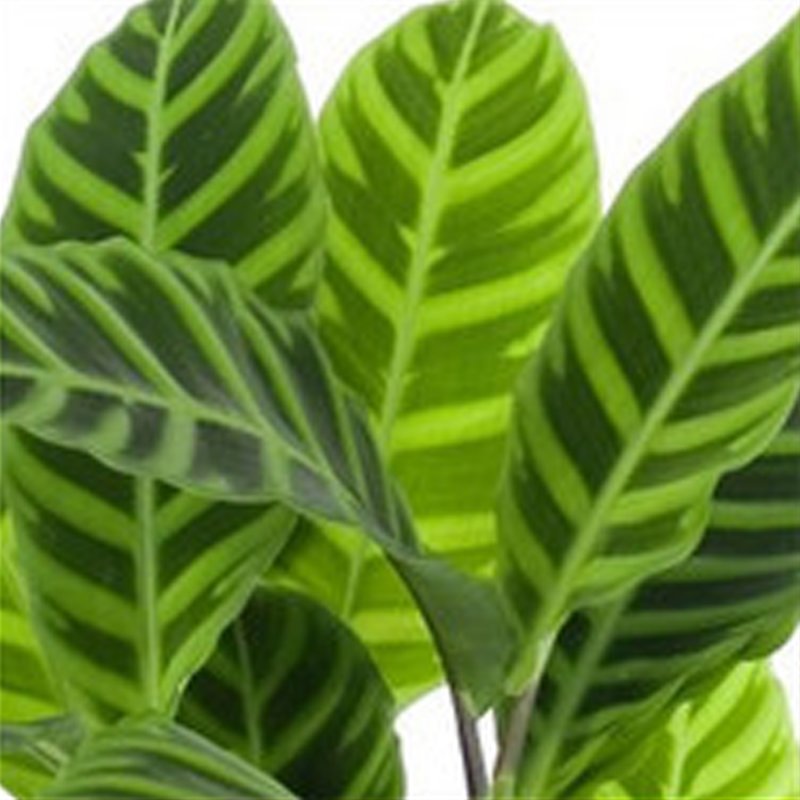 HOUSE Calathea Zebrina 417137 2