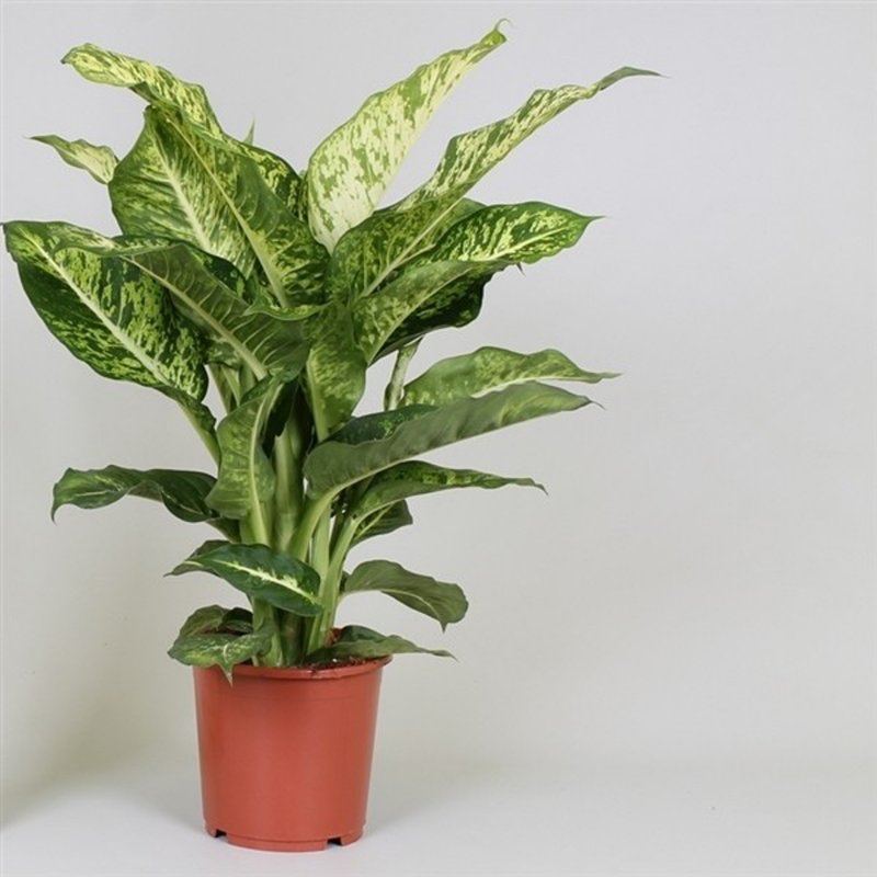 HOUSE Dieffenbachia Mars 247807