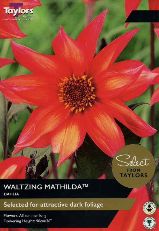 SSE163 Dahlia Waltzing Mathilda