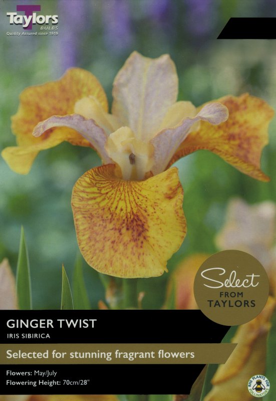 SSE173 Ginger Twist