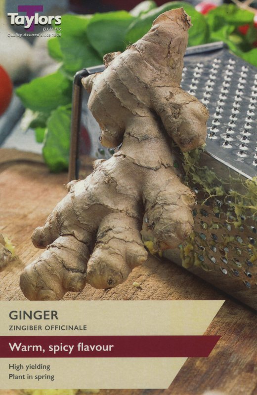 SVEG26 Ginger