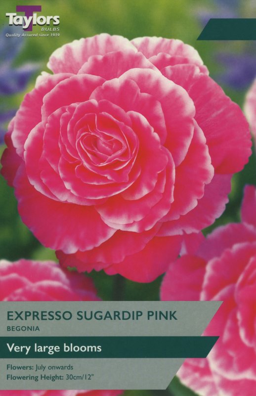 TS252 Begonia Expresso Sugardip Pink