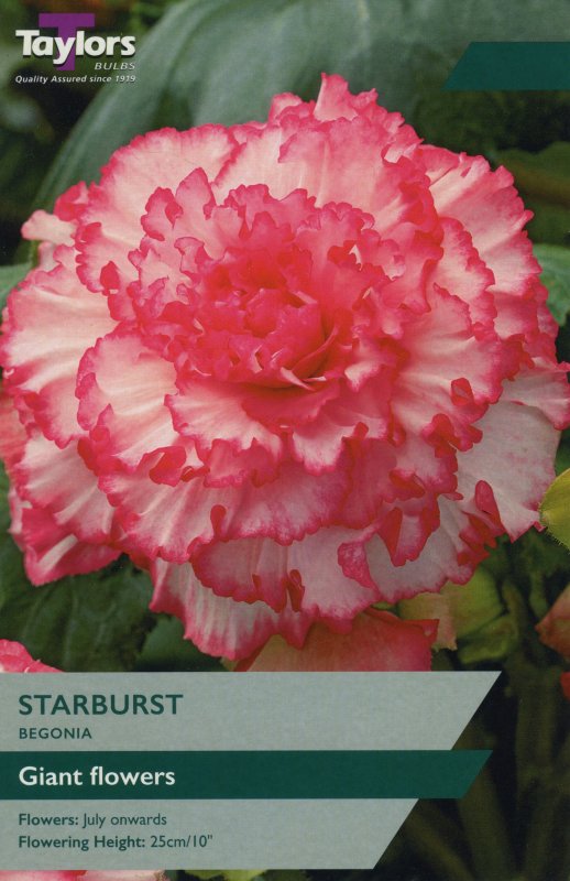 TS254 Starburst