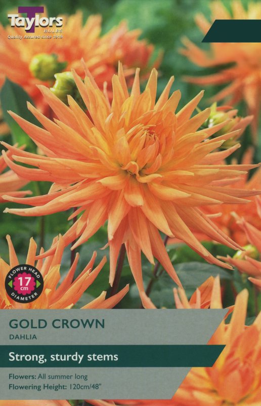 TS333 Gold Crown