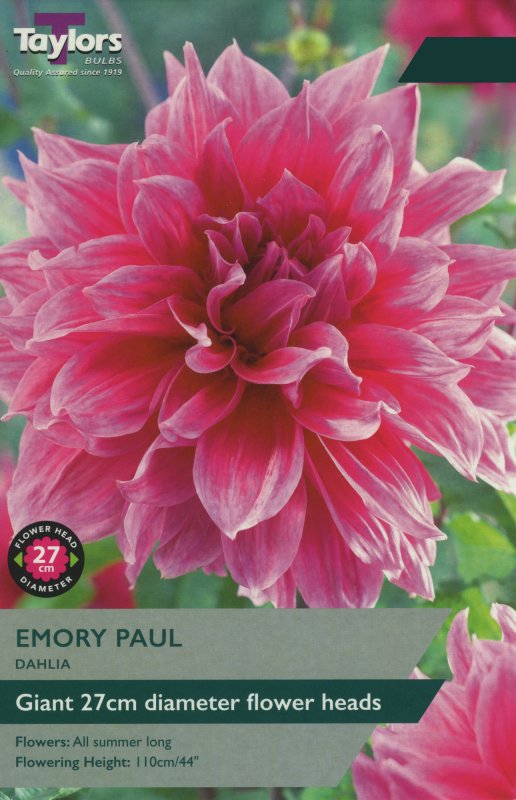 TS364 Emory Paul