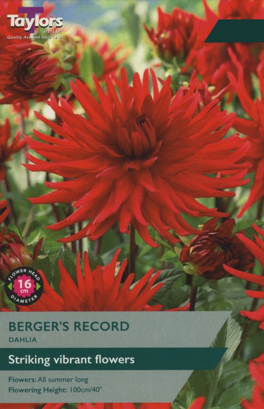 TS391 Bergers Record