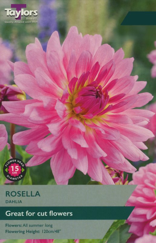 TS485 Rosella