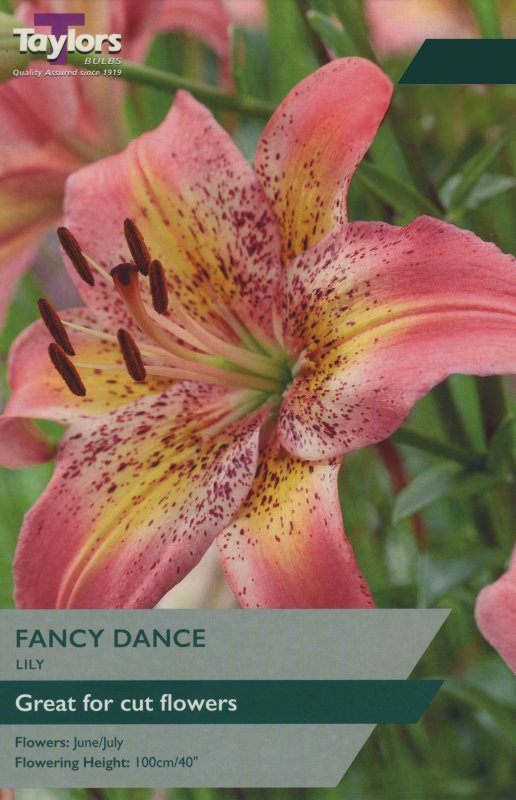 TS516 Fancy Dance