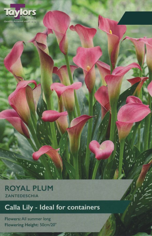 TS714 Zantedeschia Royal Plum