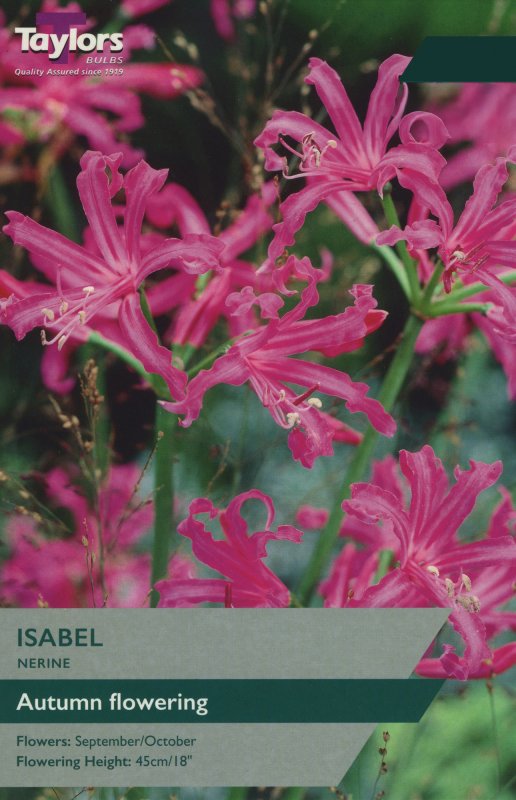 TS765 Nerine Isabel