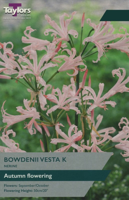 TS766 Nerine Vesta K