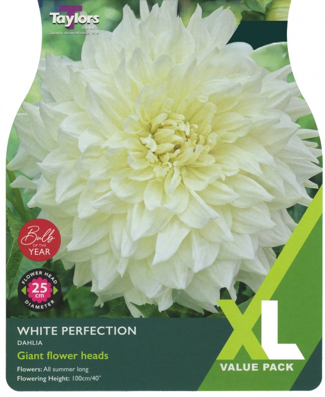 XL543 Dahlia White Perfection