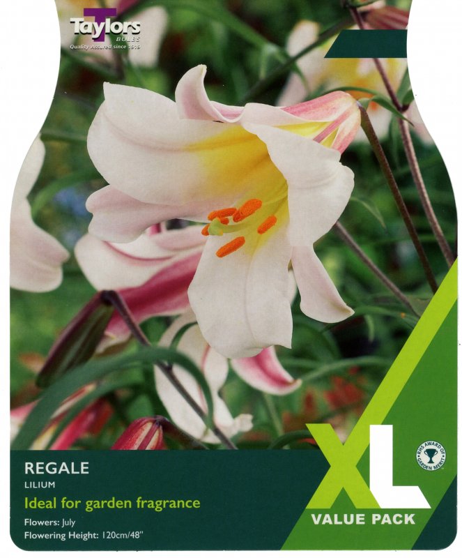 XL555 Lilium Regale