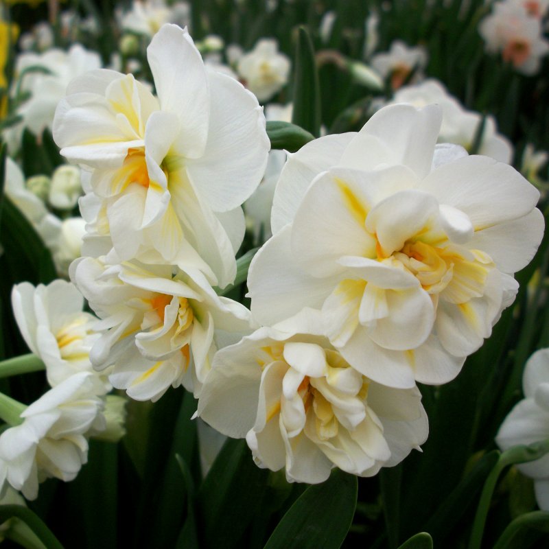 Daff Winston Churchill