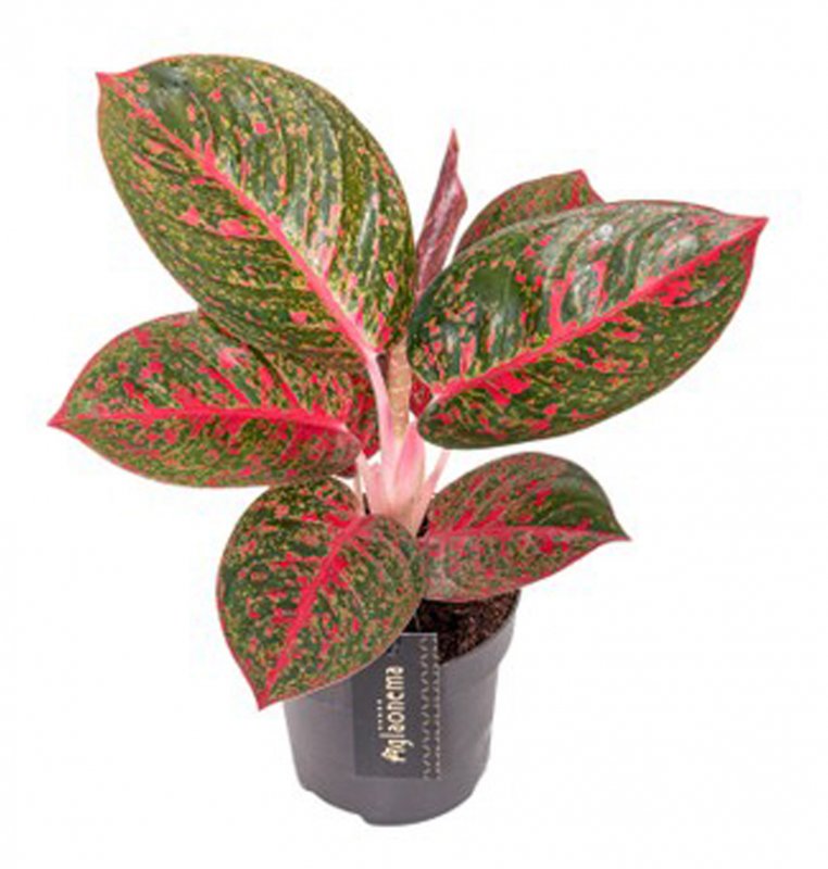 HOUSE Aglaonema Red Sprinkles 481462