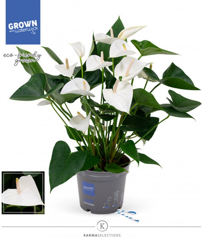 HOUSE Anthurium andr Anthedesia White 450792