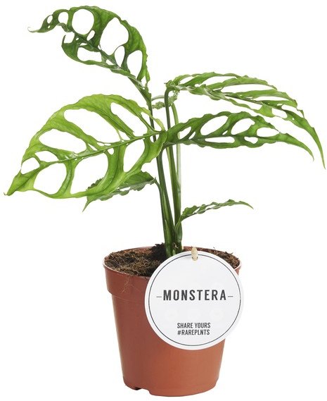 HOUSE Monstera obliqua Peru 425985