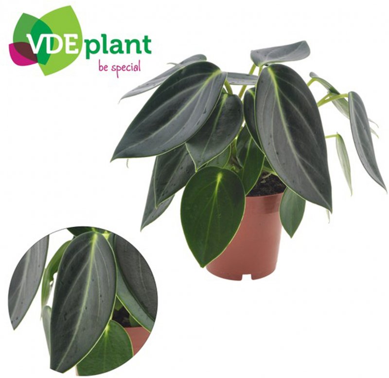 HOUSE Peperomia Vanilla 498908