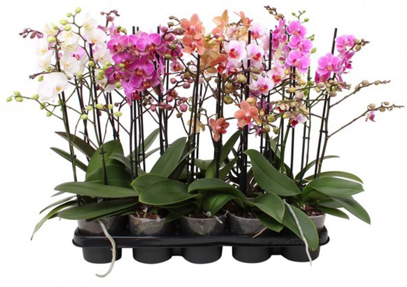 HOUSE Phalaenopsis Multi Mix 2t 30+ 484553