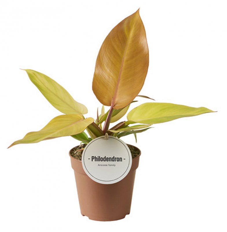 HOUSE Philodendron Prince of Orange 459123