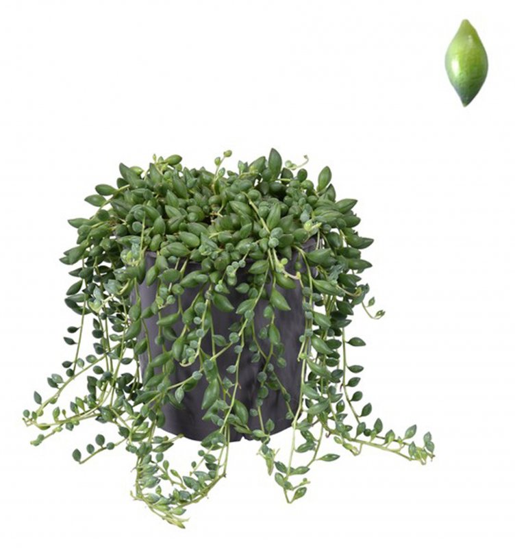 HOUSE Senecio herreianus 375323