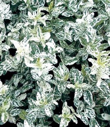 SHRUBEuonymusHarlequinLARGE