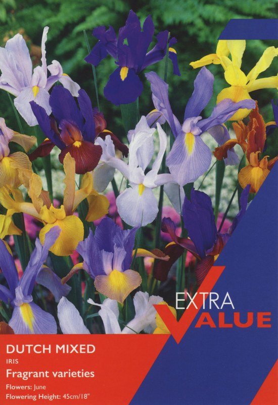 EV136-Dutch-Iris-Mix-scaled