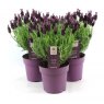 LAVANDULA ST. ANOUK DARK PURPLE