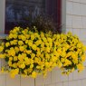 BEDD_AUT_Pansy_Cool_Wave_Golden_Yellow_Container_47675