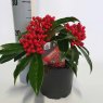 SHRUB Skimmia japonica subsp. reevesiana